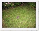 Egels in de tuin 007 * 3648 x 2736 * (7.34MB)